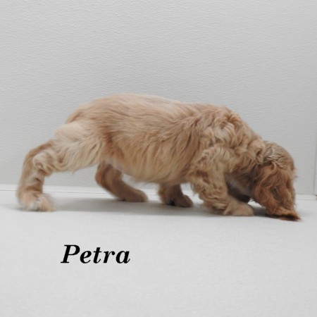puppy, for, sale, Cocker Spaniel, Joe & Cherri  Overlease, dog, breeder, Miller, MO, dog-breeder, puppy-for-sale, forsale, nearby, find, puppyfind, locator, puppylocator, aca